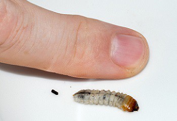  grootte-van-een-houtworm